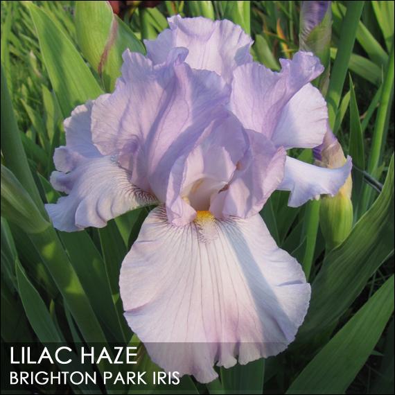 Photo of Tall Bearded Iris (Iris 'Lilac Haze') uploaded by BrightonPark