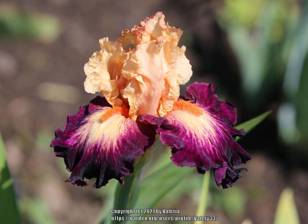 Photo of Tall Bearded Iris (Iris 'Original Art') uploaded by Valery33