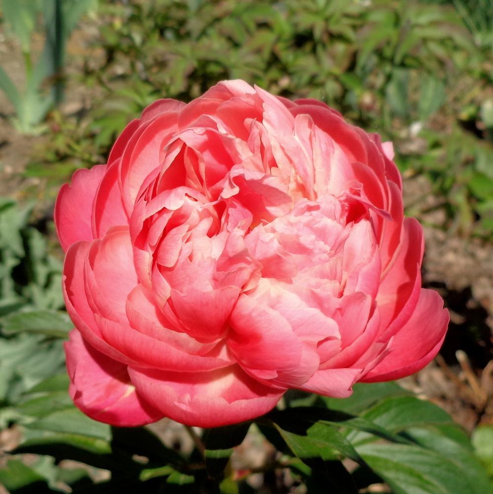 Photo of Garden Peony (Paeonia 'Coral Charm') uploaded by lovemyhouse