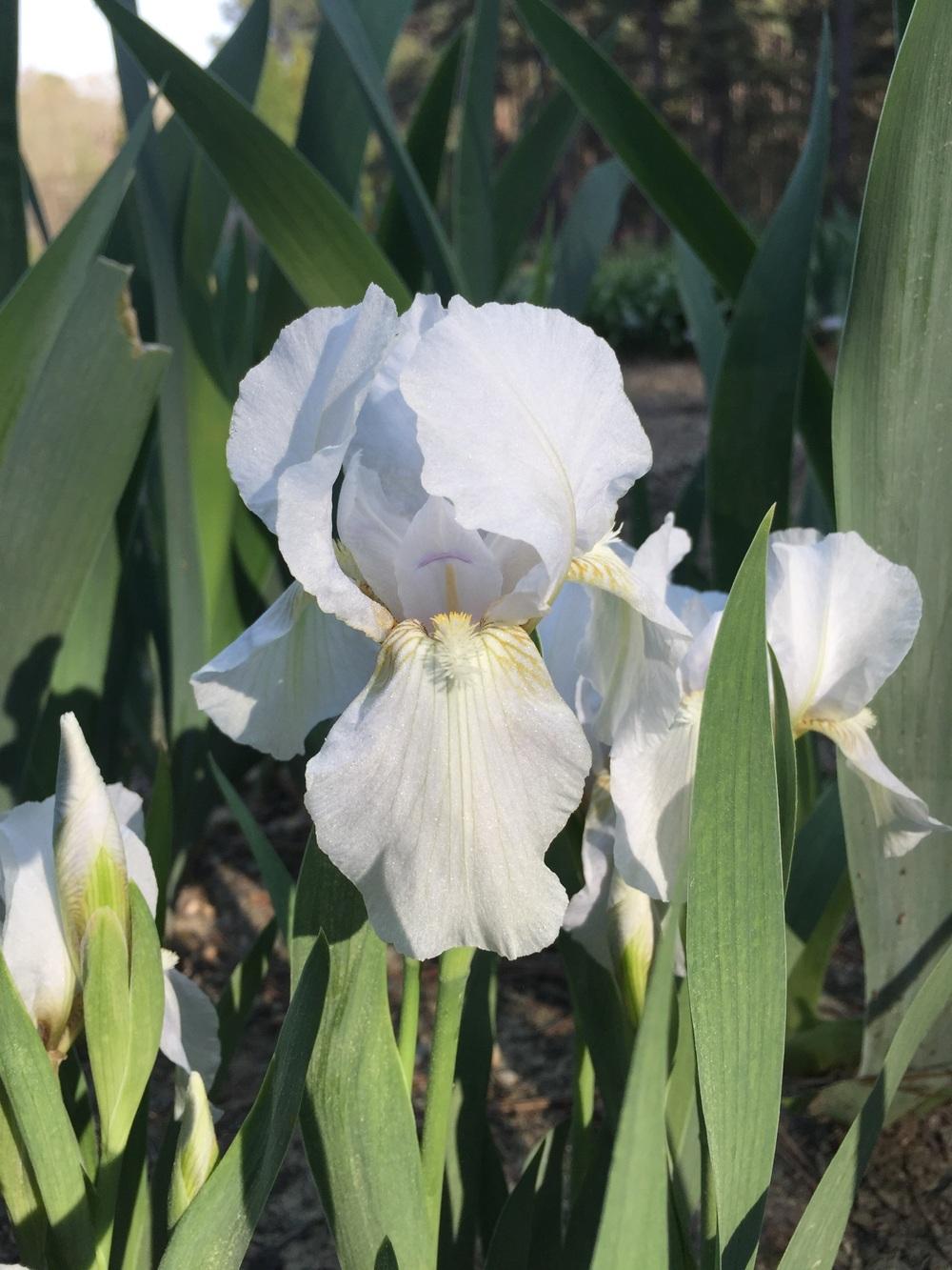 Photo of Miniature Dwarf Bearded Iris (Iris 'Snow Maiden') uploaded by tebeast