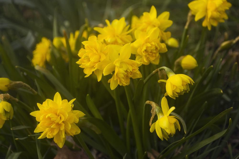 Photo of Double Daffodil (Narcissus 'Tete Boucle') uploaded by AudreyDee
