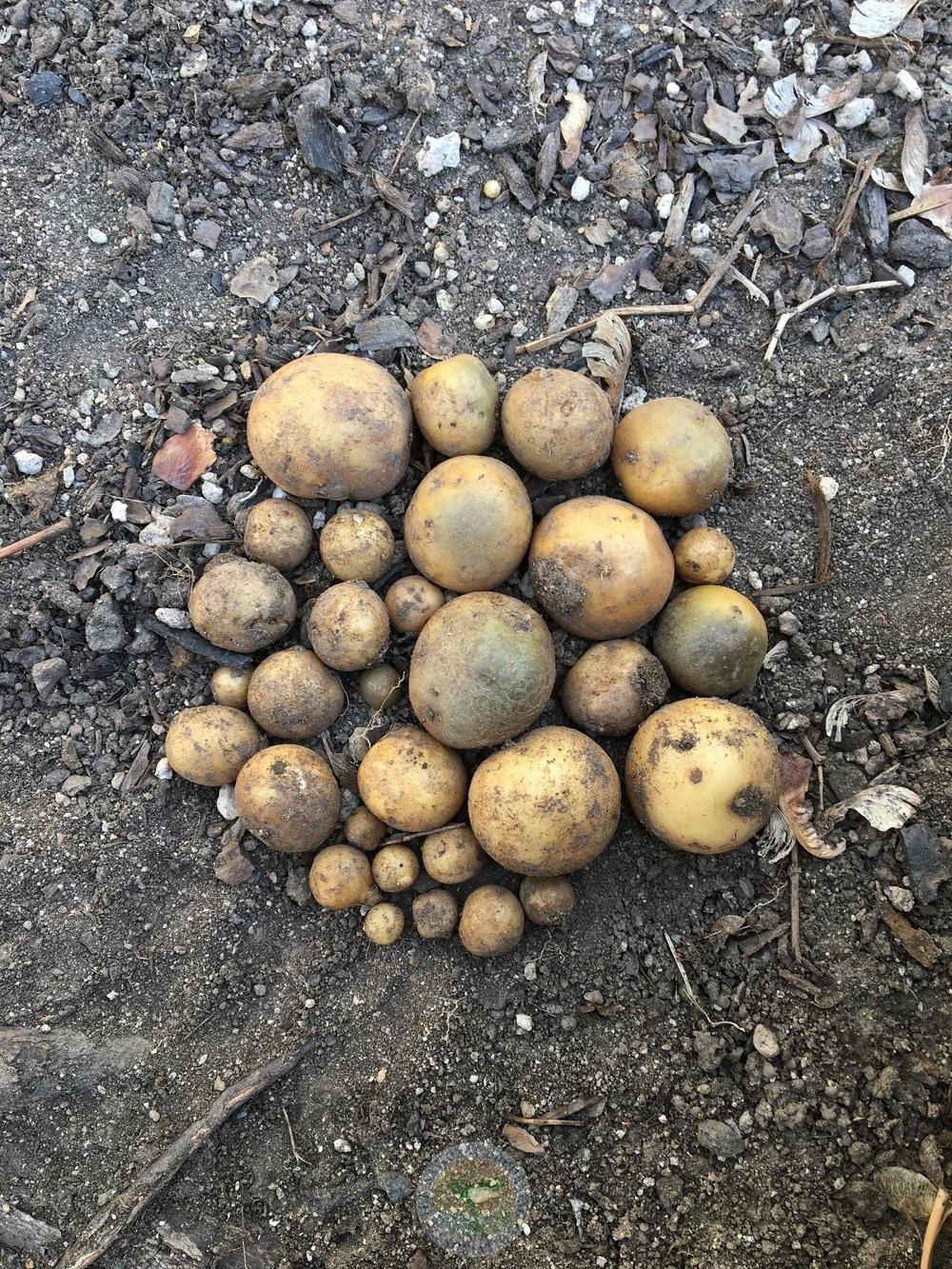 Photo of Potato (Solanum tuberosum 'Yukon Gold') uploaded by BlueOddish