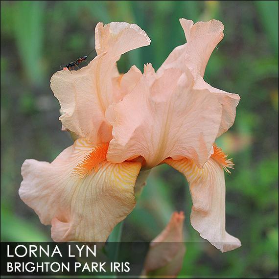 Photo of Tall Bearded Iris (Iris 'Lorna Lynn') uploaded by BrightonPark