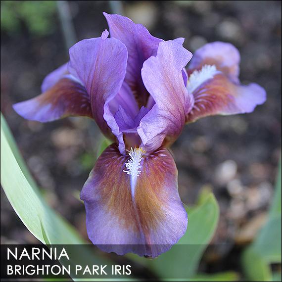 Photo of Standard Dwarf Bearded Iris (Iris 'Narnia') uploaded by BrightonPark