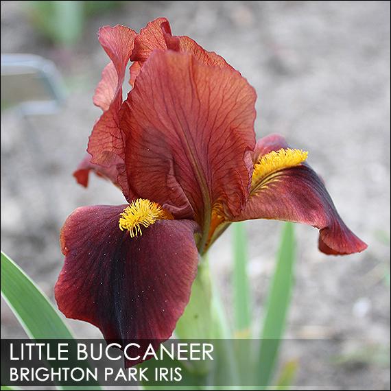 Photo of Standard Dwarf Bearded Iris (Iris 'Little Buccaneer') uploaded by BrightonPark