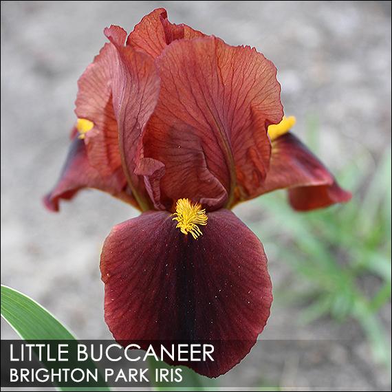 Photo of Standard Dwarf Bearded Iris (Iris 'Little Buccaneer') uploaded by BrightonPark