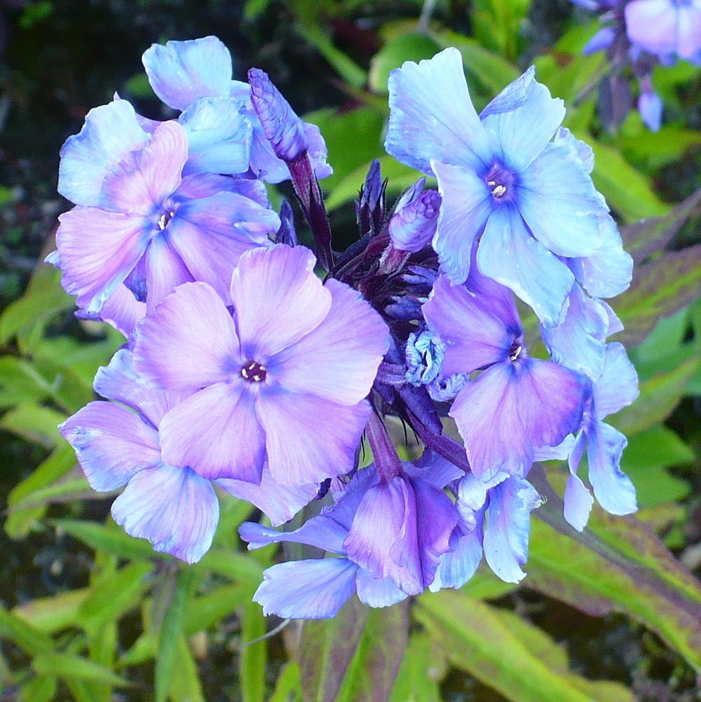 Photo of Garden Phlox (Phlox paniculata 'Blue Paradise') uploaded by HemNorth