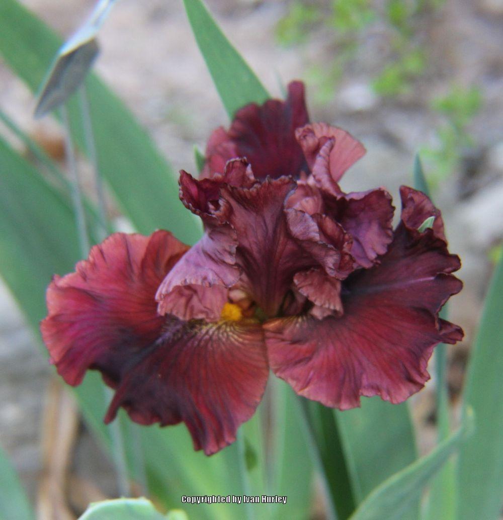 Photo of Tall Bearded Iris (Iris 'Grateful Red') uploaded by Ivan_N_Tx