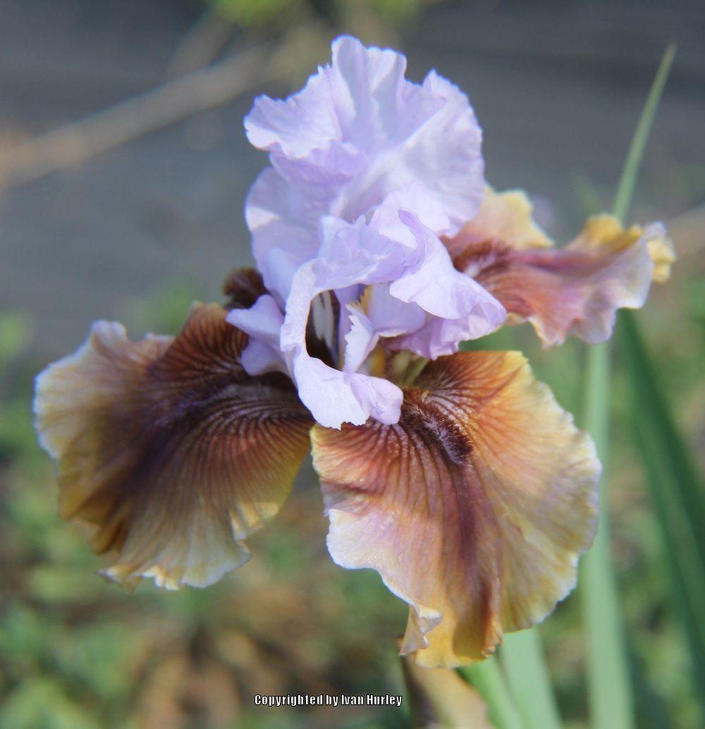 Photo of Tall Bearded Iris (Iris 'Witching') uploaded by Ivan_N_Tx