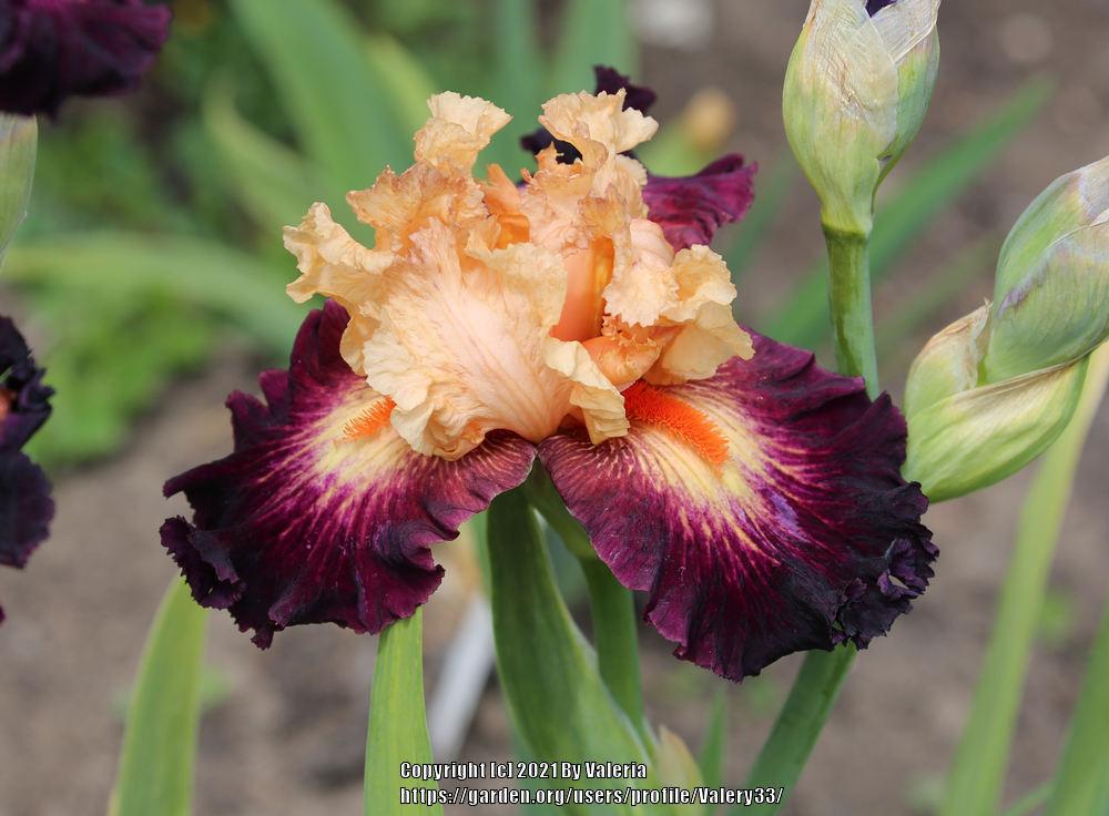 Photo of Tall Bearded Iris (Iris 'Original Art') uploaded by Valery33