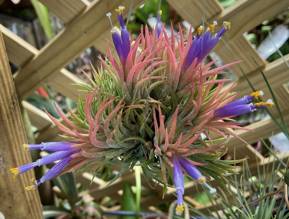 Photo of Air Plant (Tillandsia ionantha) uploaded by sunkissed