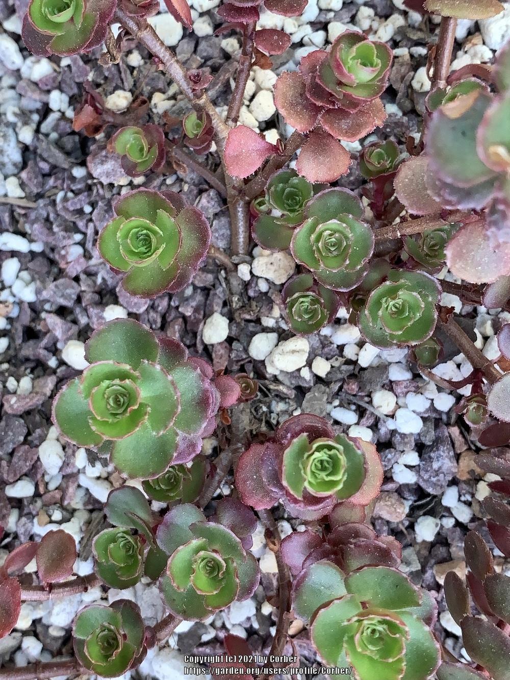 Photo of Two-Row Stonecrop (Phedimus spurius 'Schorbuser Blut') uploaded by Corber