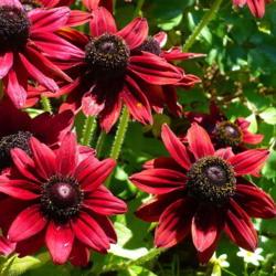 Location: Friend's Garden - New Denver, B.C.
Date: 2010-08-13
- Luscious looking blooms.