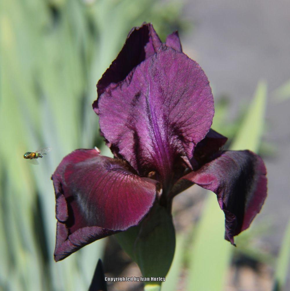 Photo of Tall Bearded Iris (Iris 'Cherry Smoke') uploaded by Ivan_N_Tx