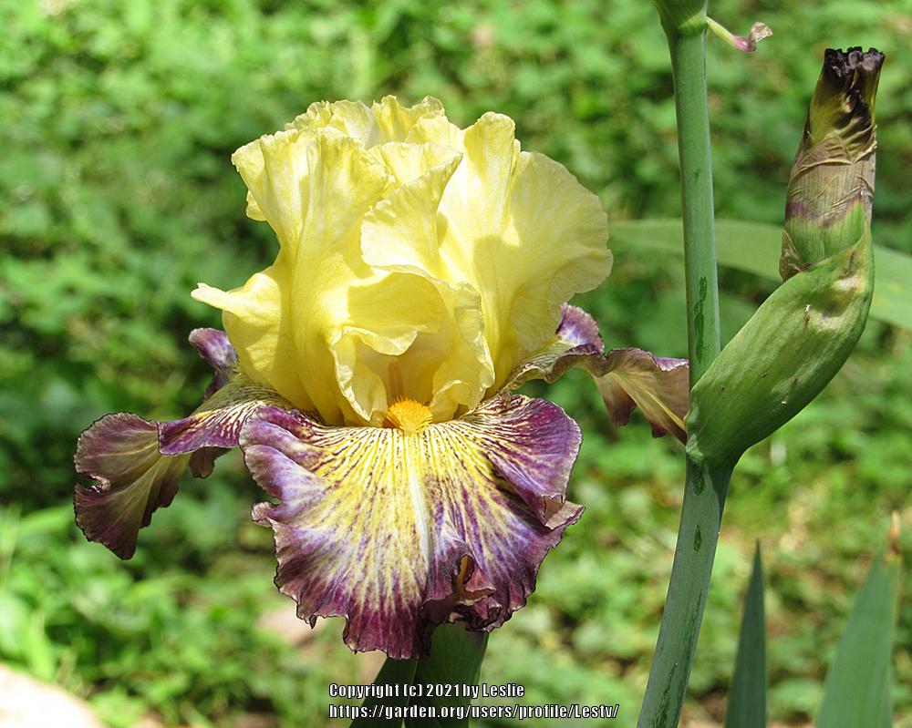 Photo of Tall Bearded Iris (Iris 'Disco Lights') uploaded by Lestv
