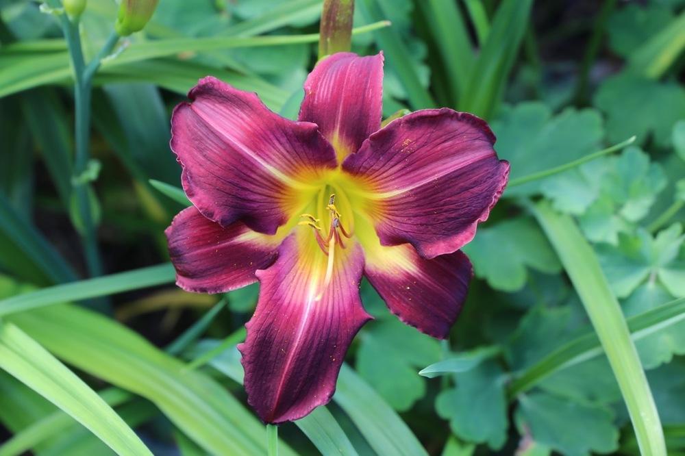 Photo of Daylily (Hemerocallis 'For the Love of David') uploaded by Wissenssucher
