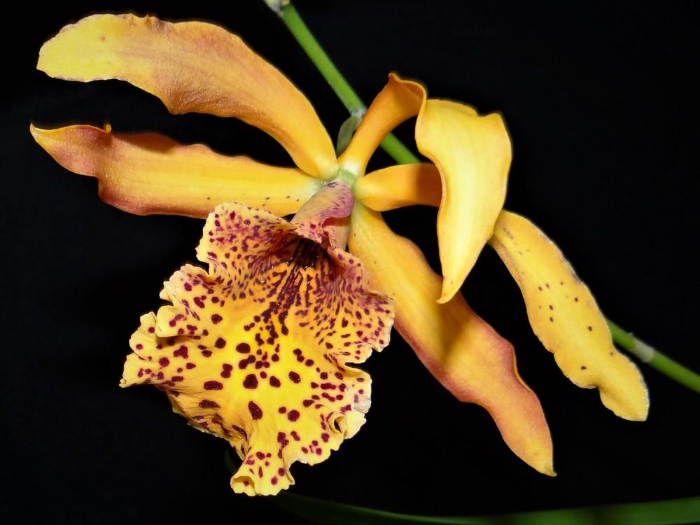 Photo of Orchid (Myrmecatavola Frances Fox 'Krull-Smith') uploaded by hawkarica