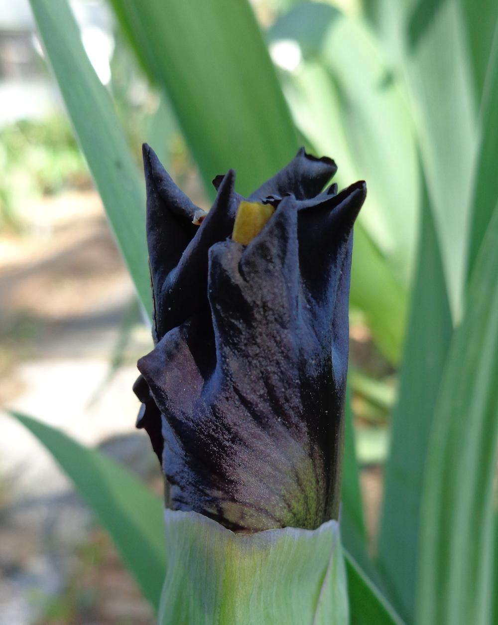 Photo of Intermediate Bearded Iris (Iris 'Stormbird') uploaded by lovemyhouse