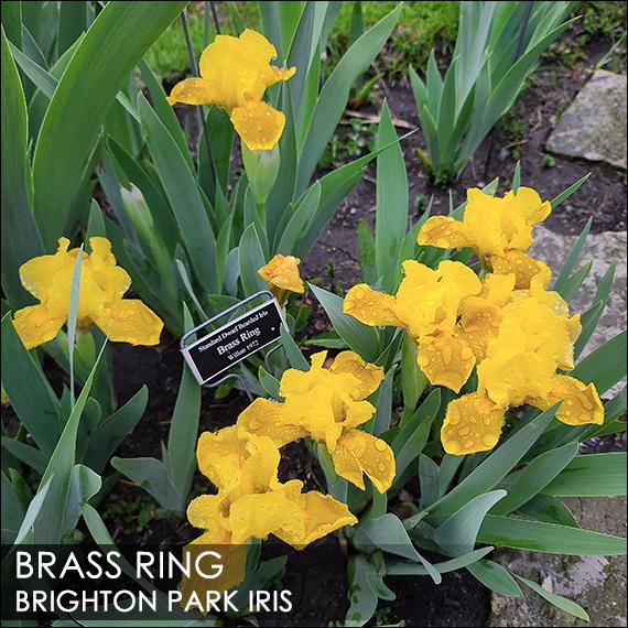 Photo of Standard Dwarf Bearded Iris (Iris 'Brass Ring') uploaded by BrightonPark