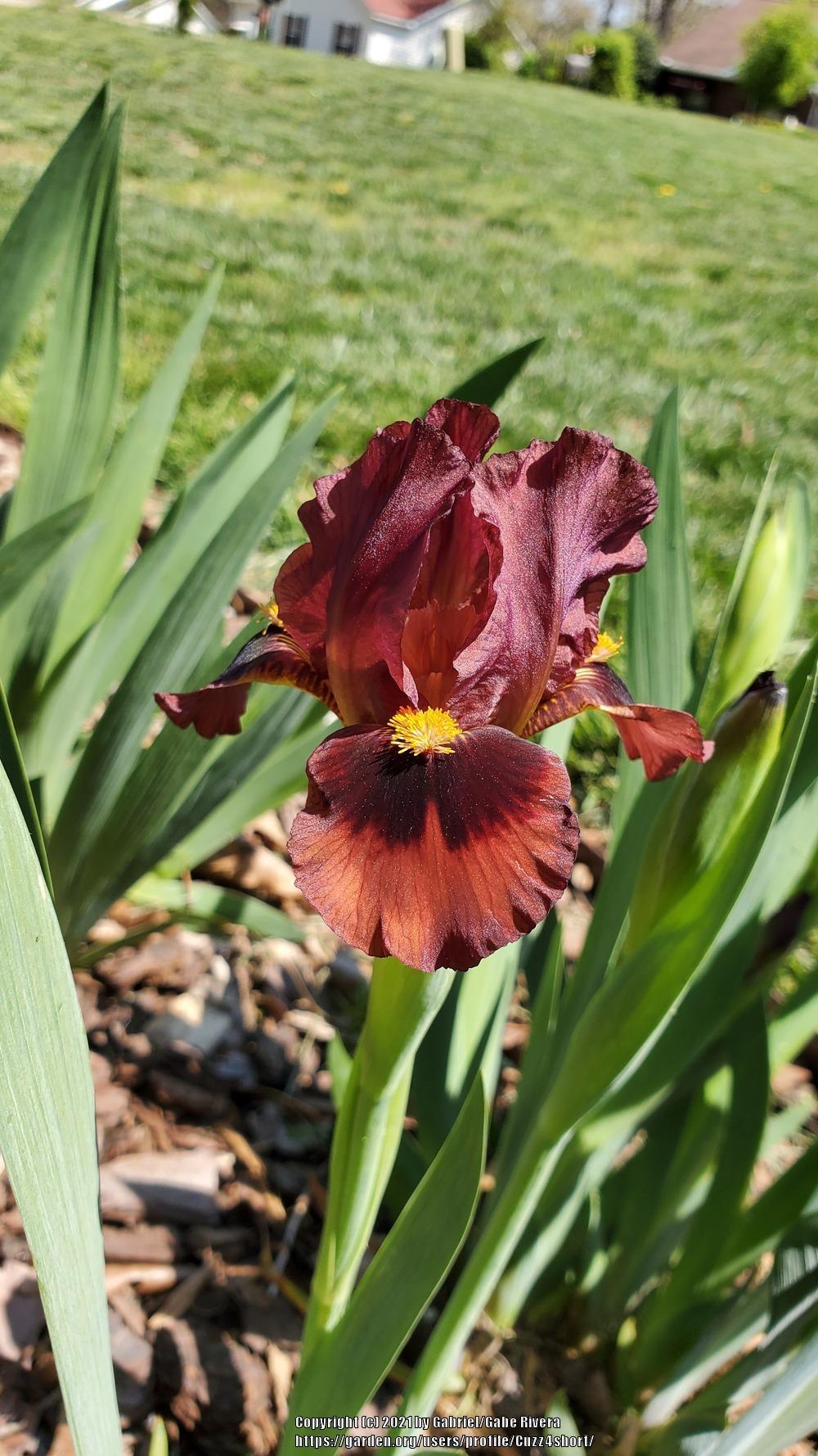 Photo of Standard Dwarf Bearded Iris (Iris 'Nosferatu') uploaded by Cuzz4short