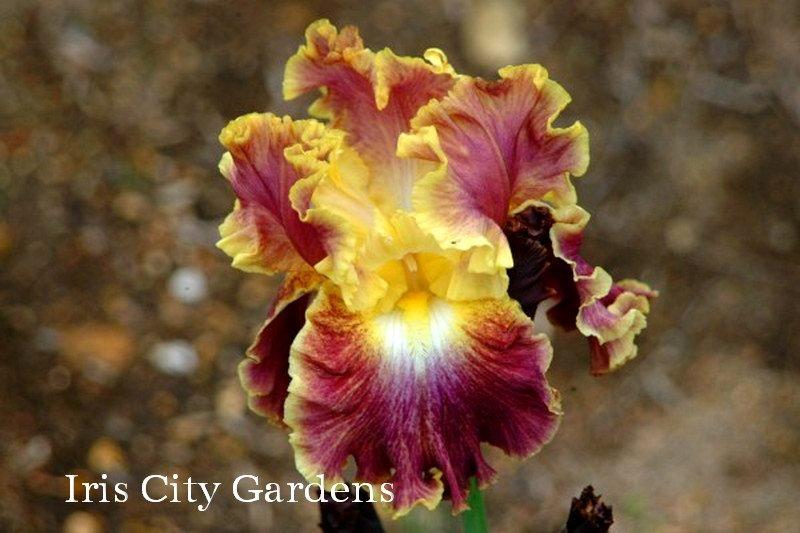 Photo of Tall Bearded Iris (Iris 'Affair To Remember') uploaded by DaylilySLP