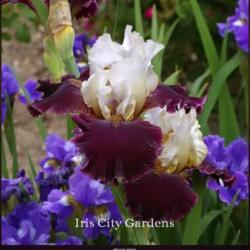 
Date: 2021-04-08
Image courtesy of Iris City Gardens