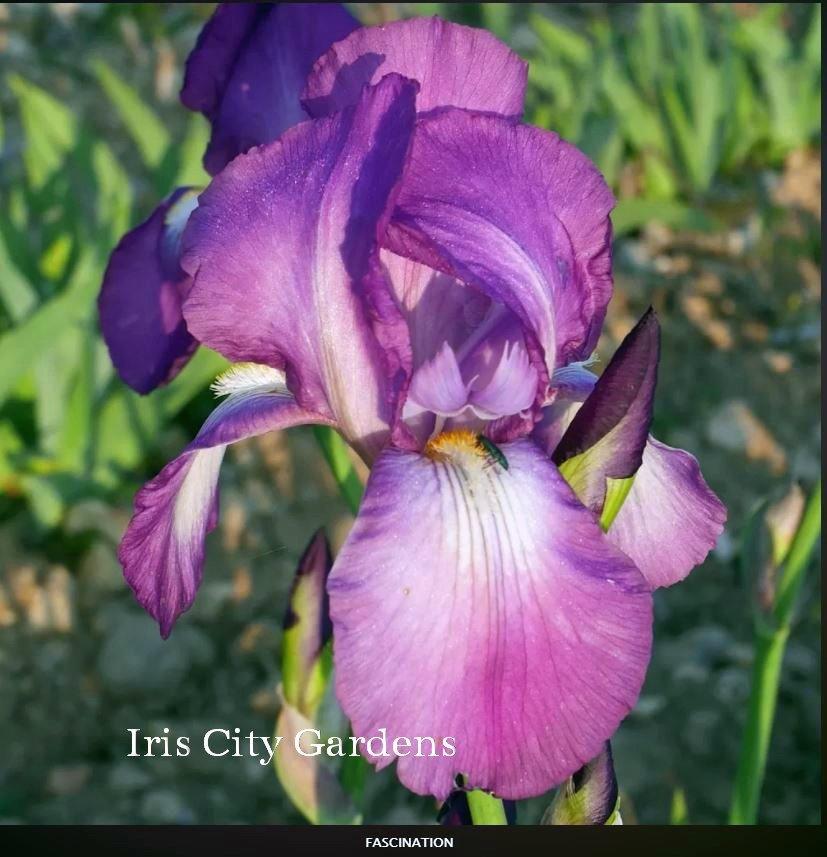 Photo of Tall Bearded Iris (Iris 'Fascination') uploaded by DaylilySLP
