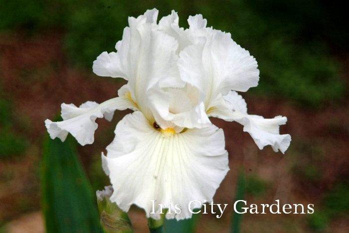Photo of Tall Bearded Iris (Iris 'Cozy Cotton') uploaded by DaylilySLP