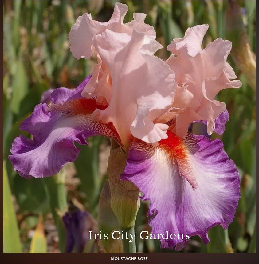 Photo of Tall Bearded Iris (Iris 'Moustache Rose') uploaded by DaylilySLP
