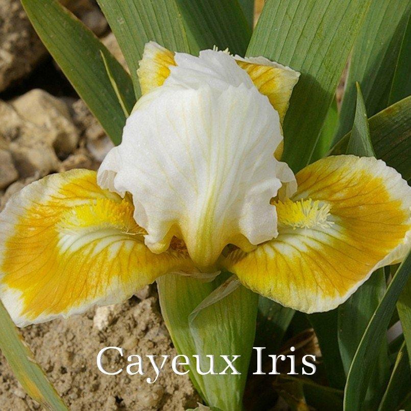 Photo of Miniature Dwarf Bearded Iris (Iris 'Tooth Fairy') uploaded by DaylilySLP