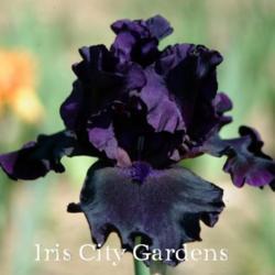 
Image courtesy of Iris City Gardens