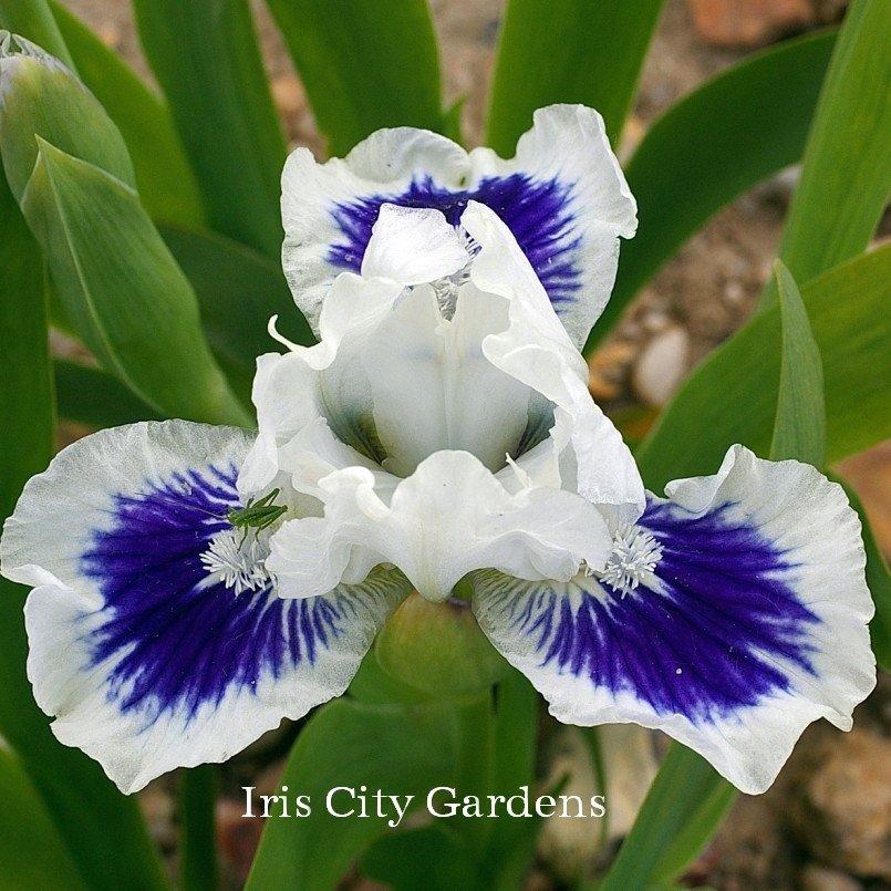 Photo of Standard Dwarf Bearded Iris (Iris 'Open Your Eyes') uploaded by DaylilySLP