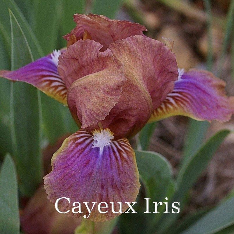 Photo of Miniature Dwarf Bearded Iris (Iris 'Wee Harry') uploaded by DaylilySLP
