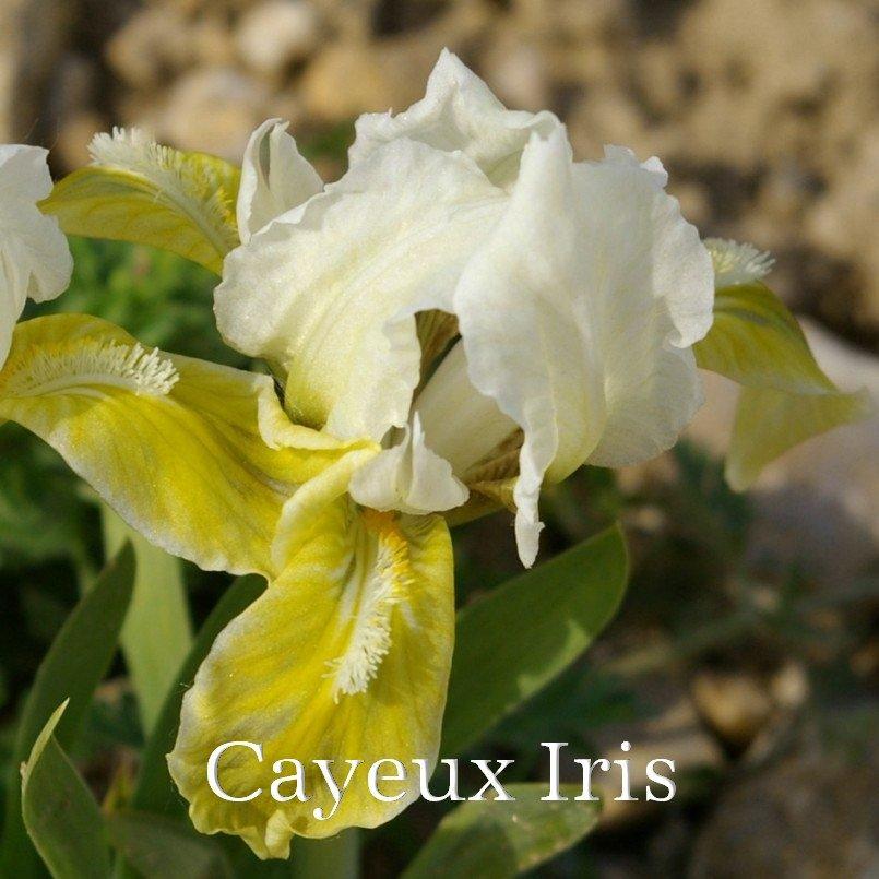 Photo of Miniature Dwarf Bearded Iris (Iris 'Bright Spring') uploaded by DaylilySLP