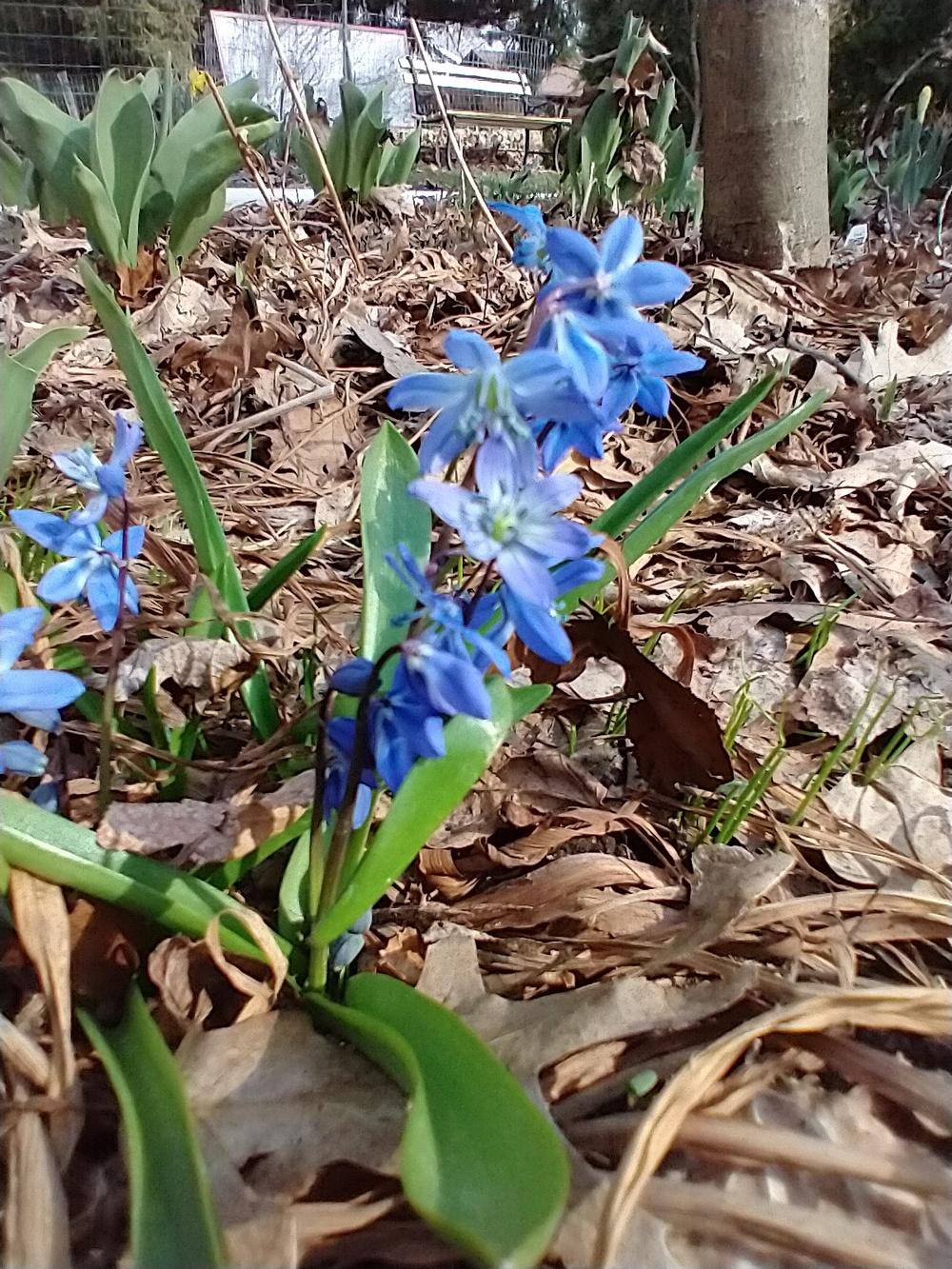 Photo of Siberian Squill (Scilla siberica) uploaded by GoTilly