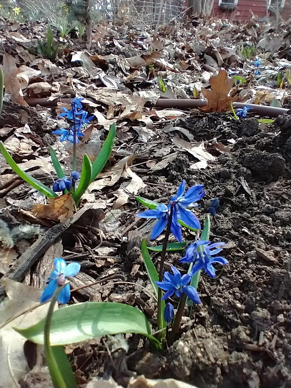 Photo of Siberian Squill (Scilla siberica) uploaded by GoTilly