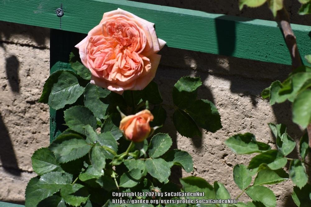 Photo of Rose (Rosa 'Alchymist') uploaded by SoCalGardenNut