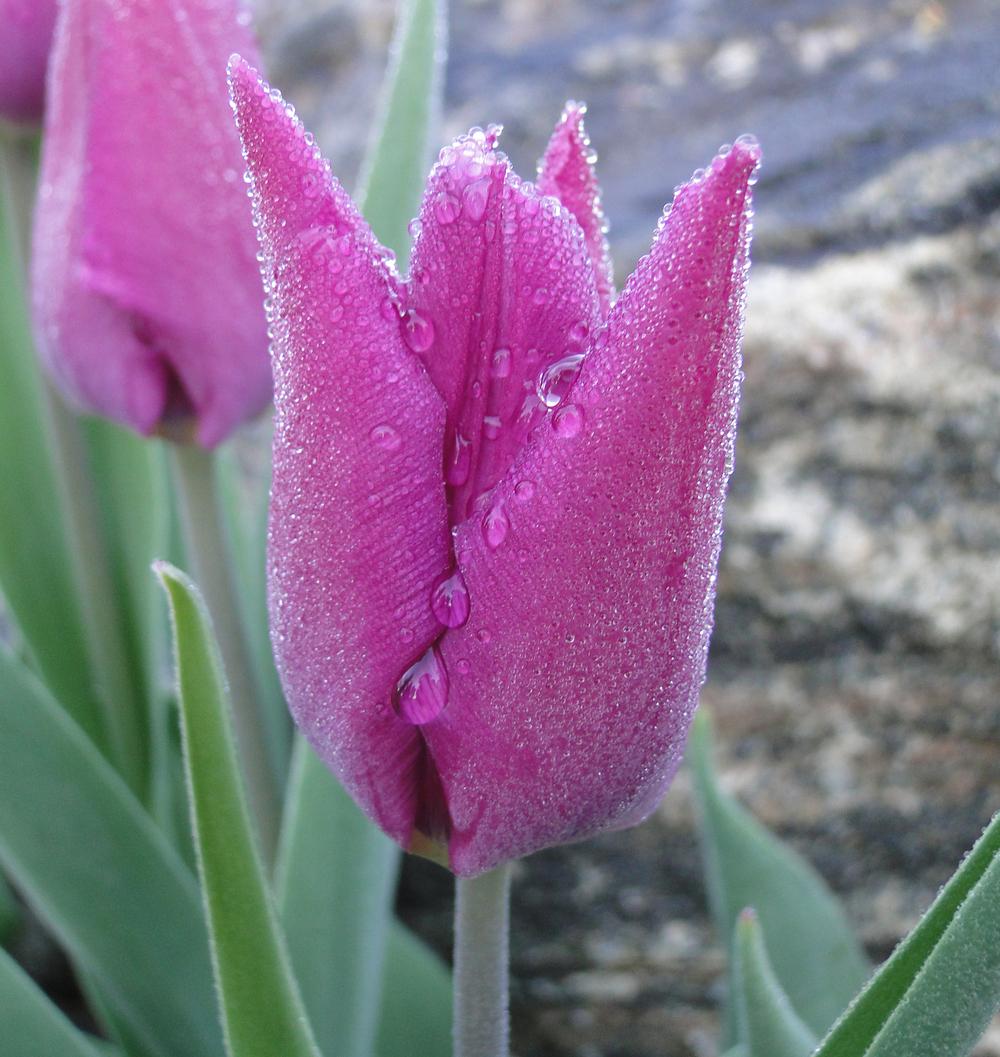Photo of Single Early Tulip (Tulipa 'Purple Prince') uploaded by lauriemorningglory