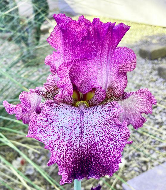 Photo of Tall Bearded Iris (Iris 'Autumn Explosion') uploaded by marysp