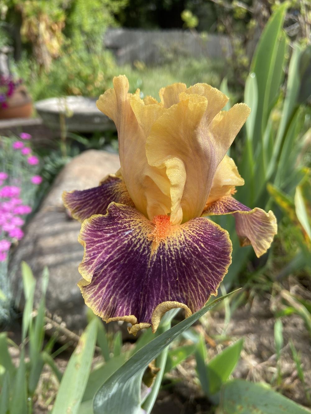Photo of Intermediate Bearded Iris (Iris 'Delirium') uploaded by Calif_Sue