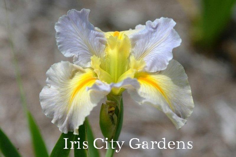 Photo of Louisiana Iris (Iris 'Hush Money') uploaded by DaylilySLP