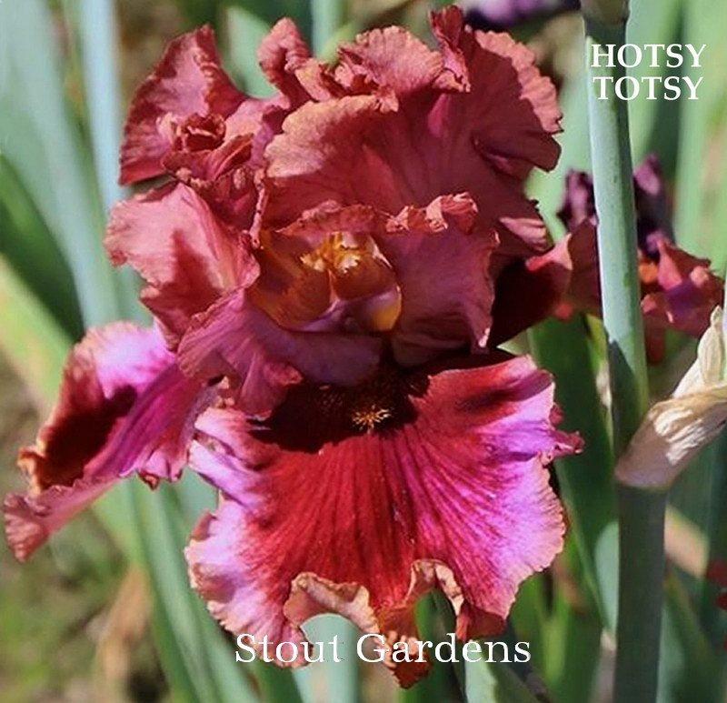Photo of Tall Bearded Iris (Iris 'Hotsy Totsy') uploaded by DaylilySLP