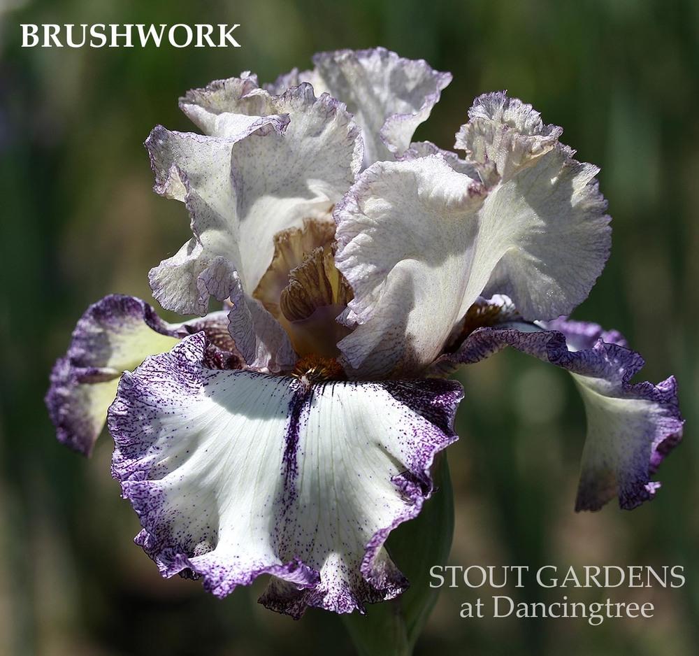 Photo of Tall Bearded Iris (Iris 'Brushwork') uploaded by DaylilySLP
