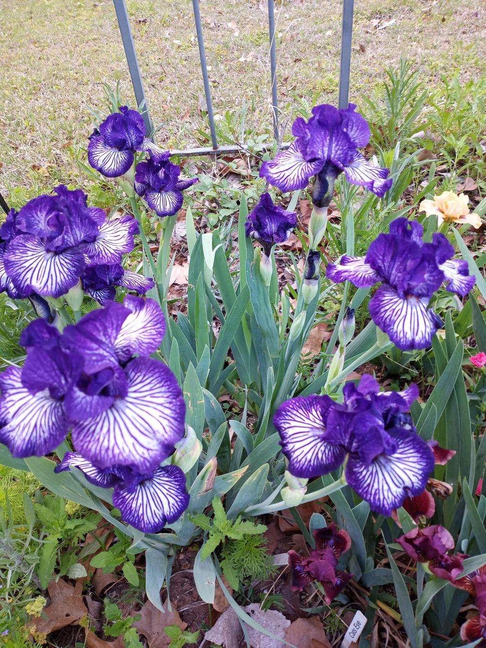 Photo of Intermediate Bearded Iris (Iris 'Line Drive') uploaded by FAIRYROSE