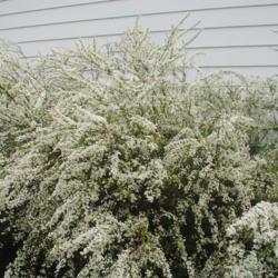 Location: Downingtown Pennsylvania
Date: 2021-04-12
flowering branches