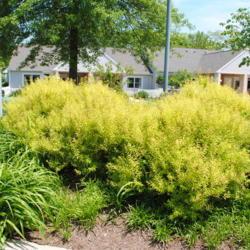Location: Newtown Square, PA
Date: 2012-05-17
shrubs in a big parking lot island