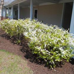 Location: Newtown Square, PA
Date: 2011-04-15
row of shrubs in bloom