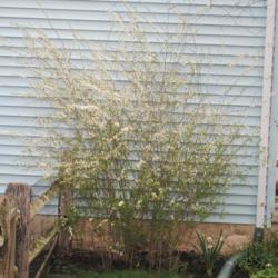 Location: Downingtown Pennsylvania
Date: 2021-04-12
shrub in bloom, before foliage as normal