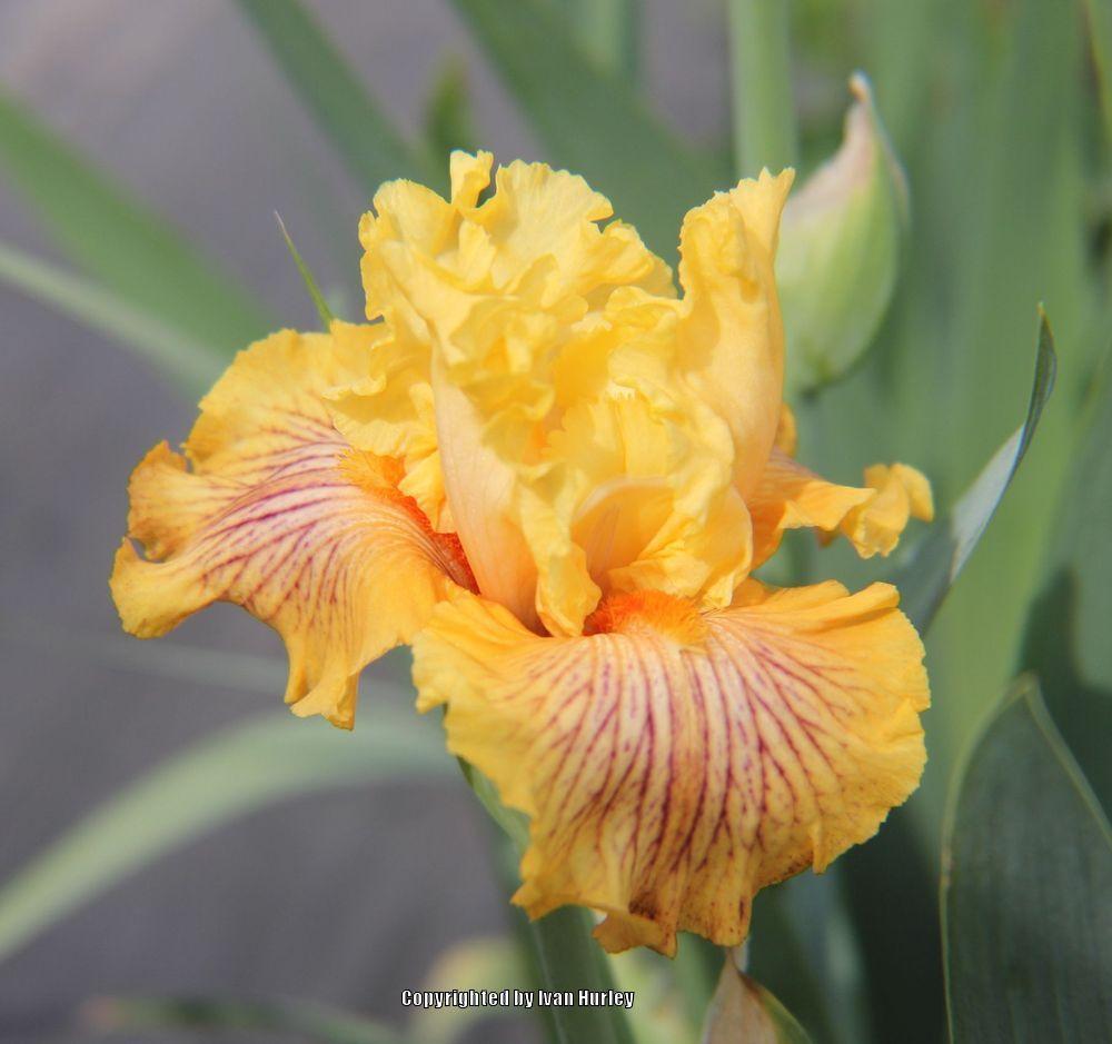Photo of Tall Bearded Iris (Iris 'Sammie's Jammies') uploaded by Ivan_N_Tx