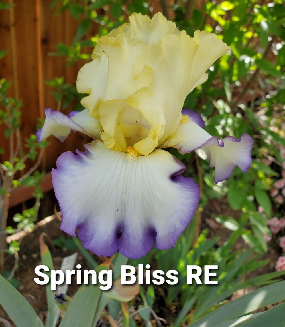 Photo of Tall Bearded Iris (Iris 'Spring Bliss') uploaded by jigs1968